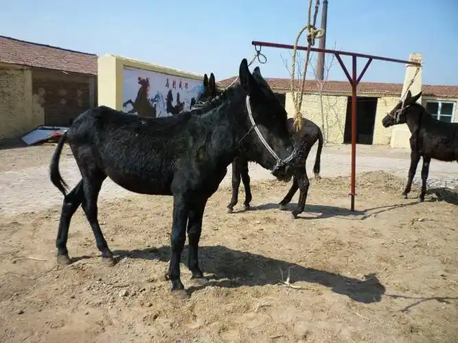 中国五大优良驴种之首德州驴你认识吗