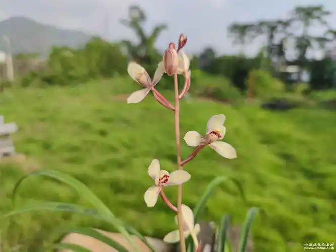 兰花明星七彩荷仙玉芙蓉