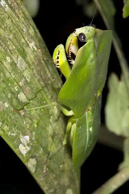 螳螂目·叶背螳科:叶背螳螂