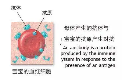 就会被母体认为是一种异物,妈妈的血液里就会产生相应的抗体,结合在