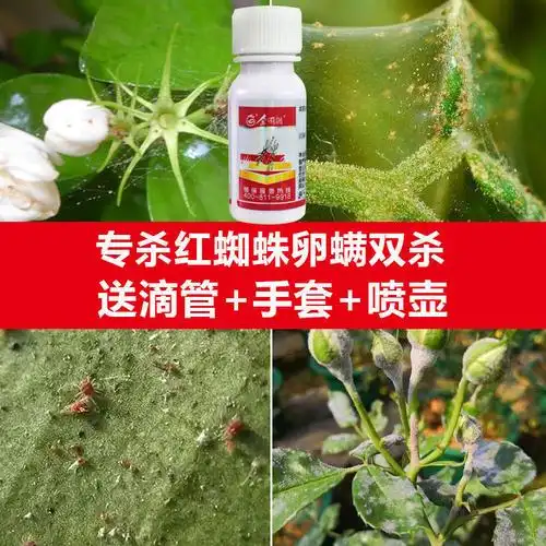 红蜘蛛药月季玫瑰杀虫药杜鹃花卉杀卵杀螨绣球植物杀虫剂通用20毫升2