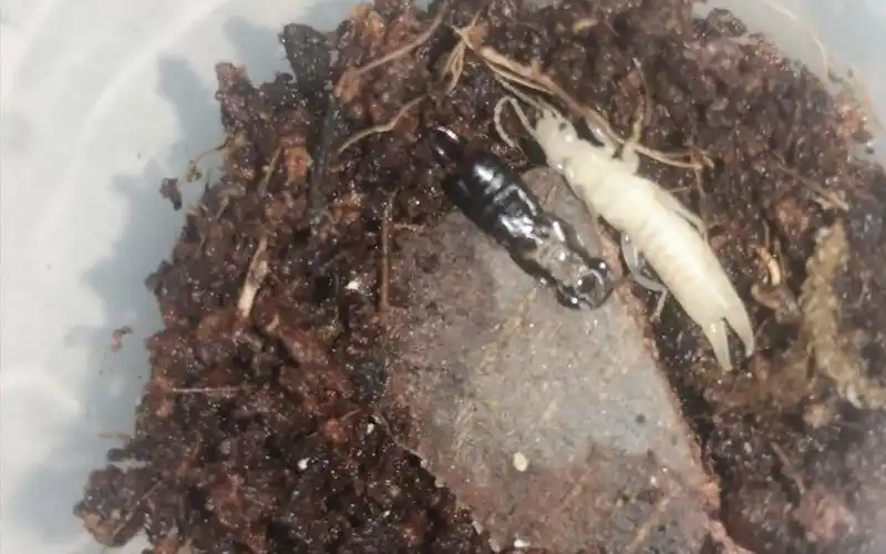 [节肢动物]肥螋脱皮记