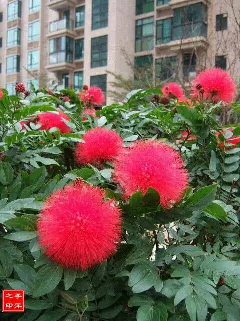 开在树上的美丽绒花——朱缨花(原创每周一花)