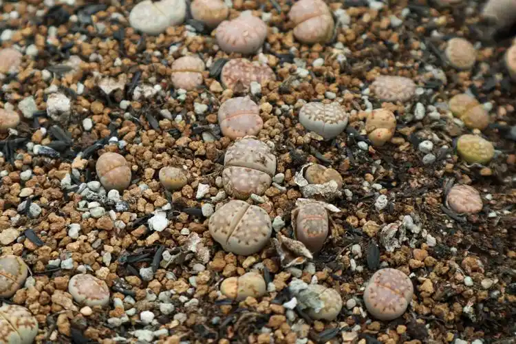 石生花 种植方法 - 花百科