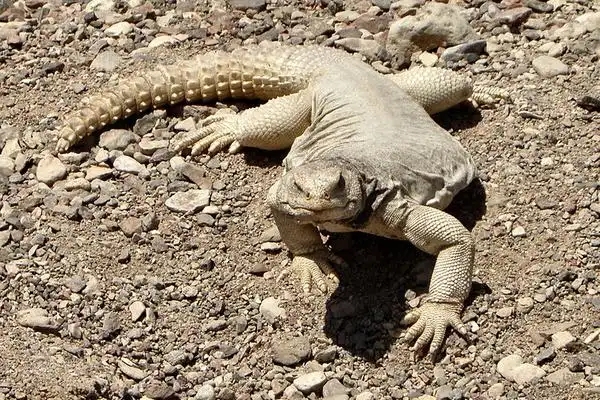 爬行动物的主要特征和代表动物,爬行动物的主要特征是什么-律威百科