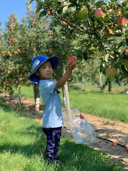 摘苹果啦