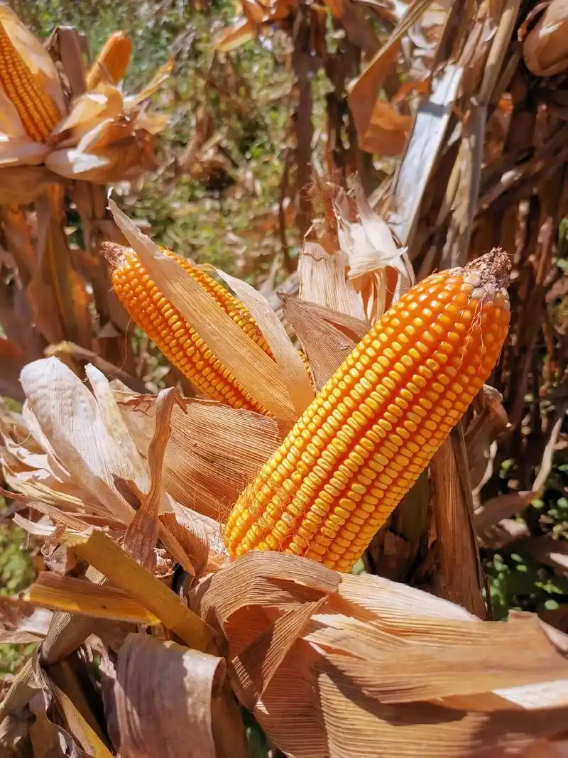 高产玉米种子 #丰收时节在最美乡村 #晒玉米 #搬包谷 # - 抖音