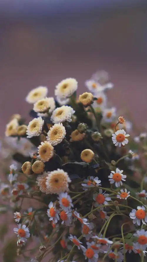 浪漫的雏菊花束
