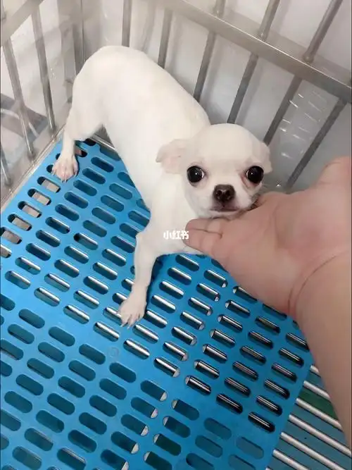 纯白色吉娃娃妹妹