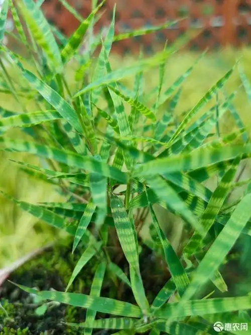 虎斑艺草 虎斑竹