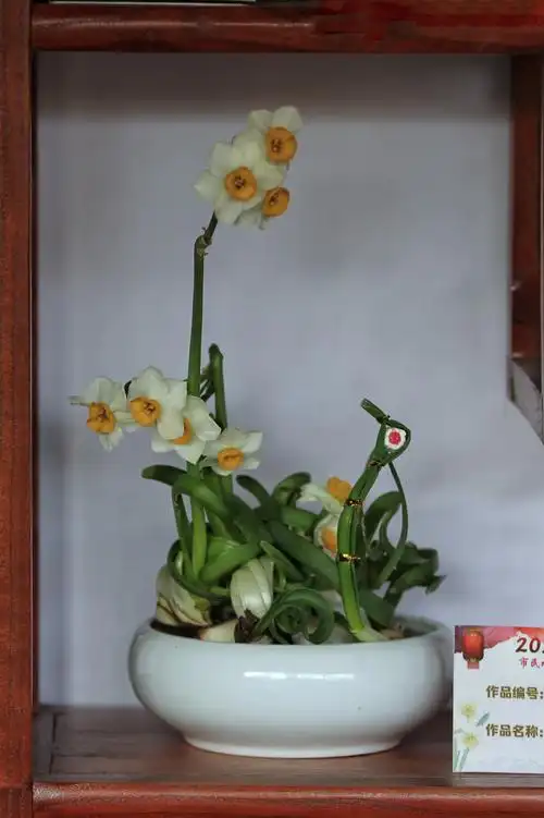 2021共青森林公园水仙盆景展