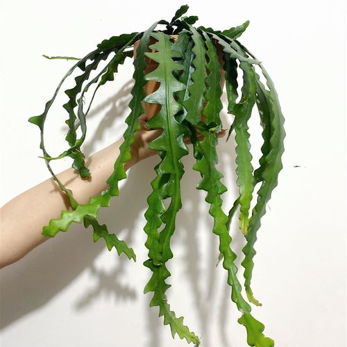 鱼骨令箭锯齿昙花室内外耐阴耐旱耐热好养垂吊植v物云南植如初见