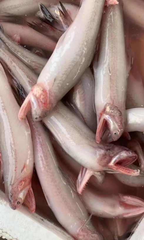 丝丁鱼,又被称为龙头鱼,在我们闽南叫"那哥鱼".