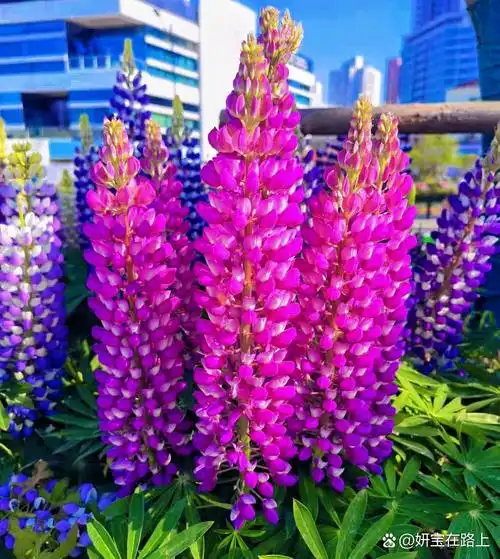 鲁冰花还被称做"母亲花".