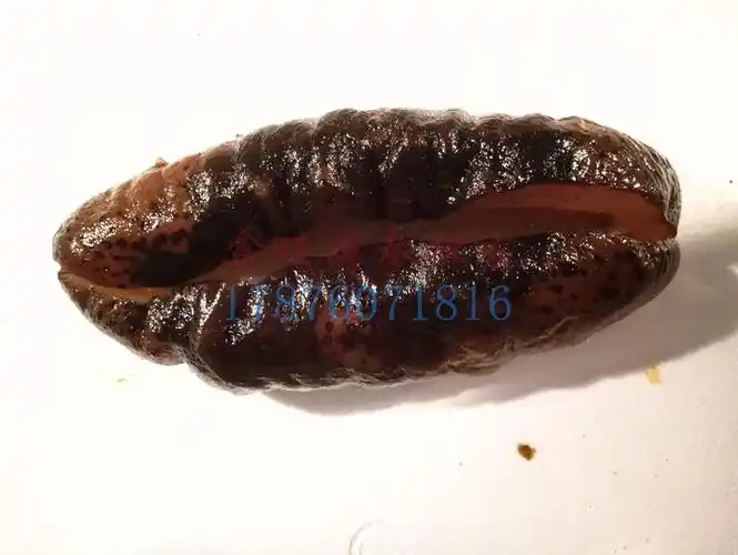 猪婆参水发猪婆参冷冻即食清水海参批发淡干海参进口海参货源