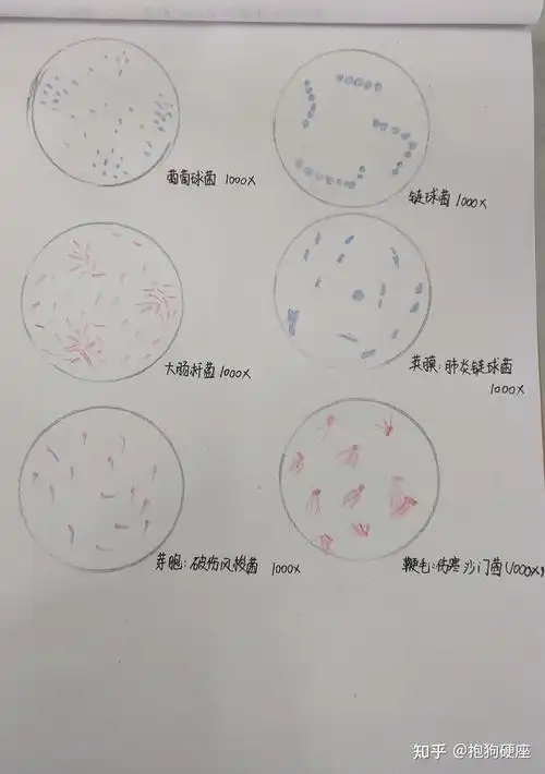 病原生物学实验报告