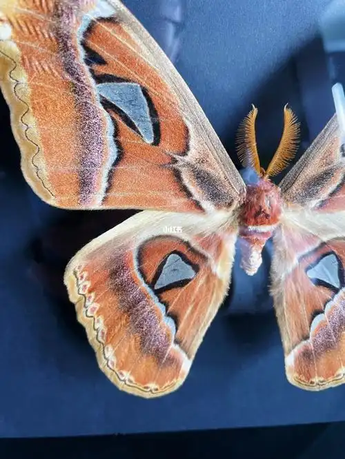 乌桕大蚕蛾attacusatlas