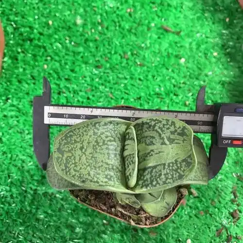 多肉植物卧牛稀有品种多肉百合科易养元宝形状肉肉植物