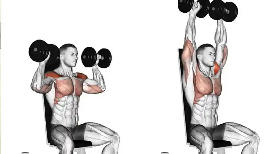 动作5,站姿哑铃侧平举锻炼肩部肌群,每组8-12次,做4组动作6,俯身哑铃