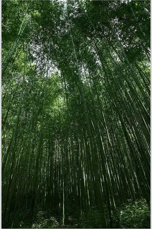 深色绿色竹林风景高清图片