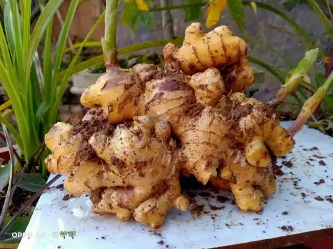 1,植物种类不同小黄姜和普通生姜虽然都是植物的块状跟,但它们来源于