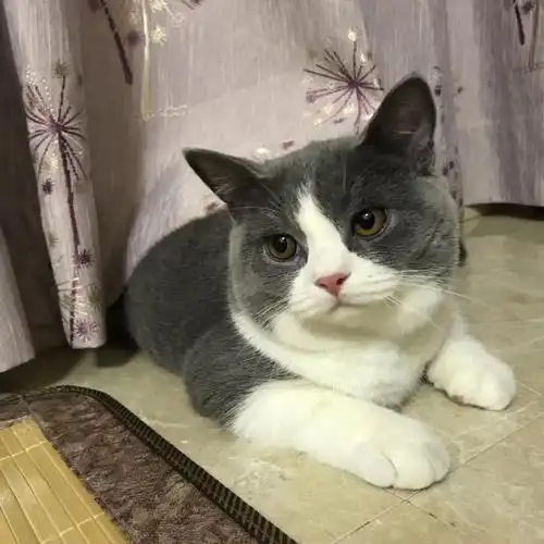 征婚 征婚 英短蓝白粉鼻满背公7个月大 毛多肥厚发腮 8.