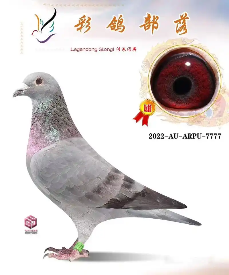 精品纯石板牛眼种鸽.精品纯石板牛眼种鸽 参考-四号西翁血统  - 抖音