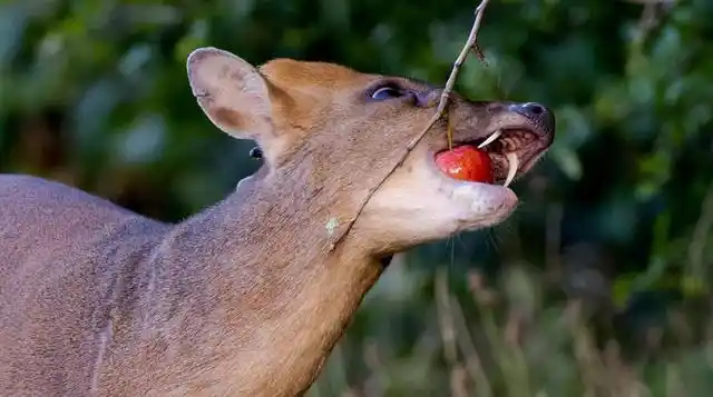 麂(jǐ),一看这字儿就知道是鹿.