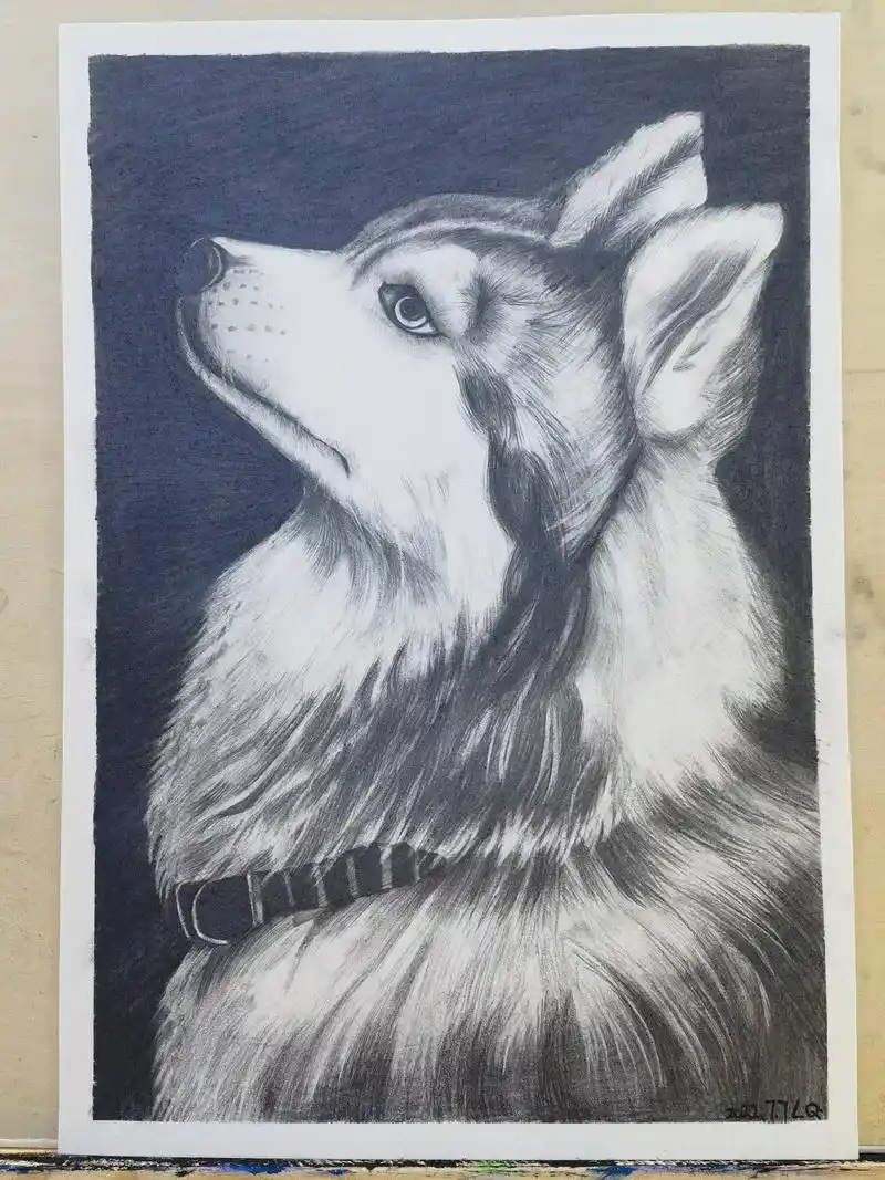 素描狗狗.每次画素描都会想起当年熬过的夜,削过的一根根铅笔, - 抖音