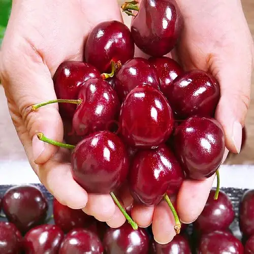 烟台拉宾斯大樱桃 国产车厘子应季新鲜水果 3斤