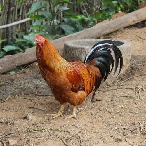 阉鸡去毛开肚鲜