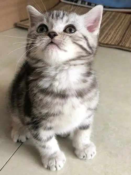 小奶猫我终于拥有了一只美短