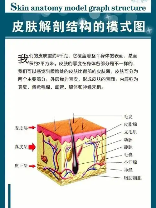 了解自身肤质,护理才能事半功倍!