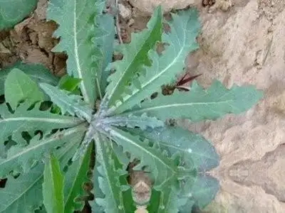 中药大全 驴打滚草   【拼音名】lǘ dá gǔn cǎo   【别名】