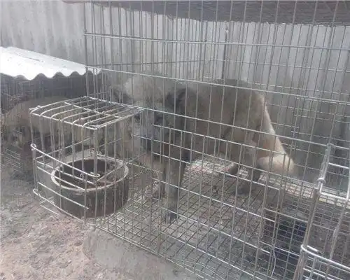 湖北省十堰市貉子养殖成本多少钱免费提供养殖技术