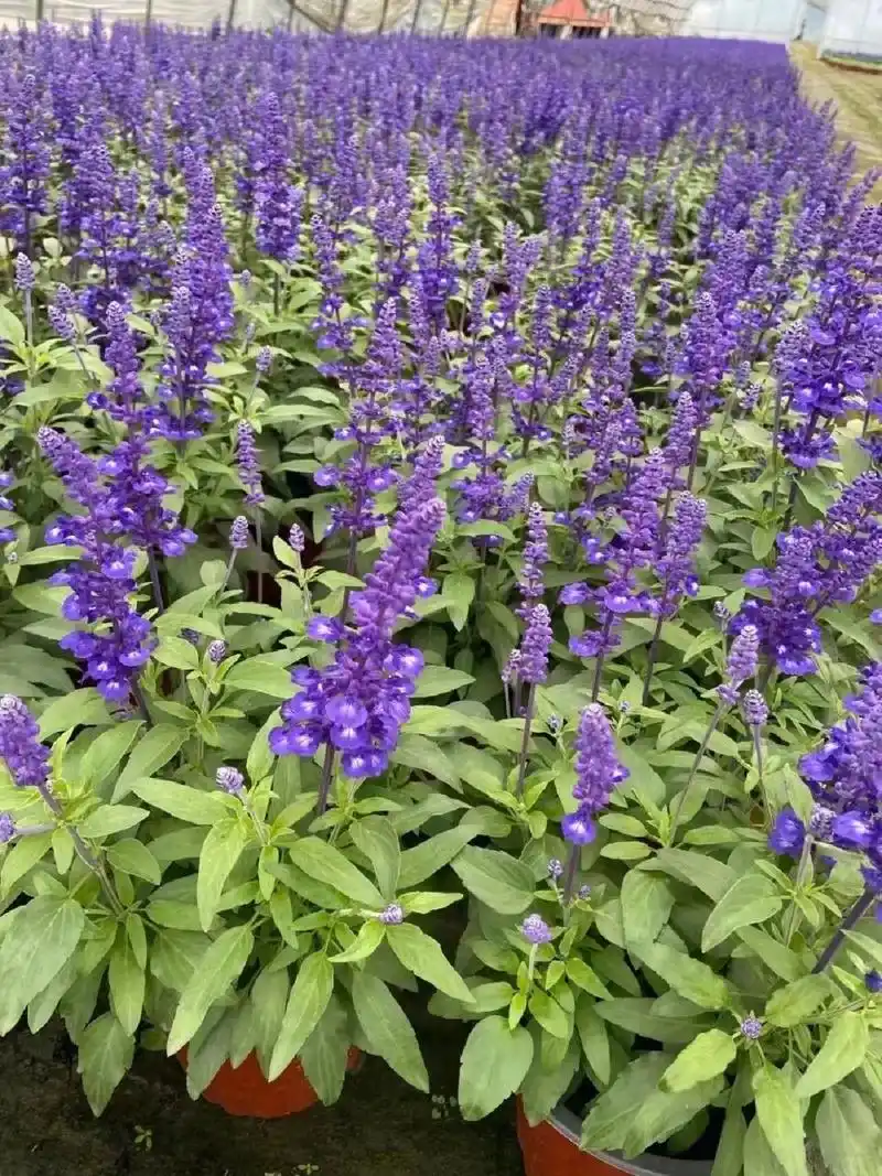 花境植物第17弹——萨丽芳鼠尾草 萨丽芳天蓝色超级鼠尾草一年生或
