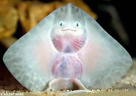 惊叹:奇特鳐鱼腹部长"笑脸"(图)