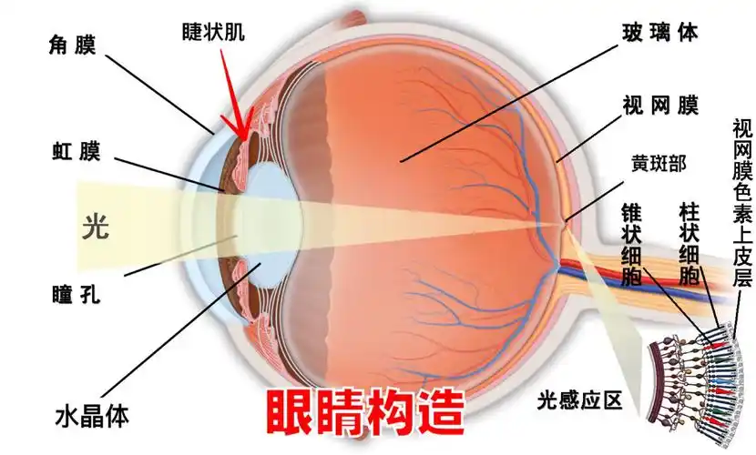 你了解眼睛的运作吗?
