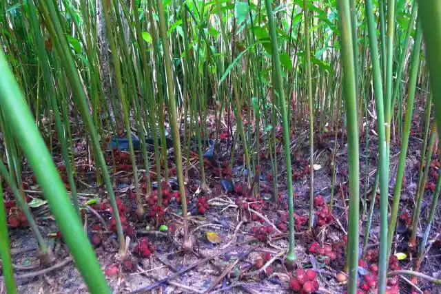 西双版纳阳春砂基地种植的阳春砂