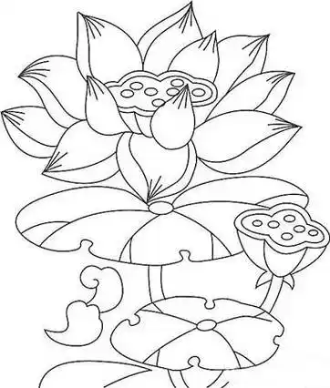 荷花简笔画的画法图片