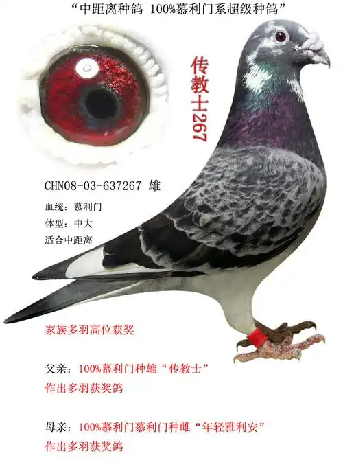 特别推荐"中距离种鸽 100%慕利门系超级种鸽" 保证金级 拍卖
