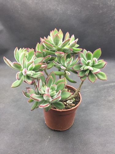 锦晃星红兔耳朵老桩多肉植物阳台办公电脑桌面防辐射绿植花卉盆栽