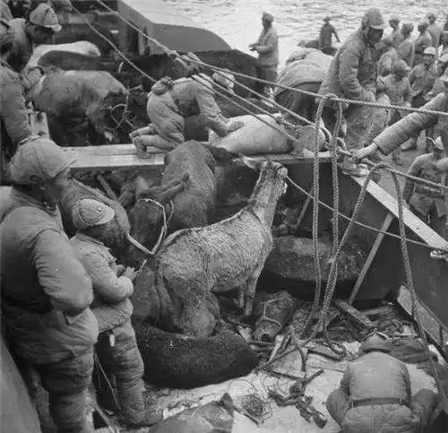 淮海战役国军老照片:士兵在看军官吃肉,女兵蹲地抽烟,满脸愁容