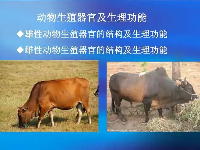 动物生殖器官及生理功能