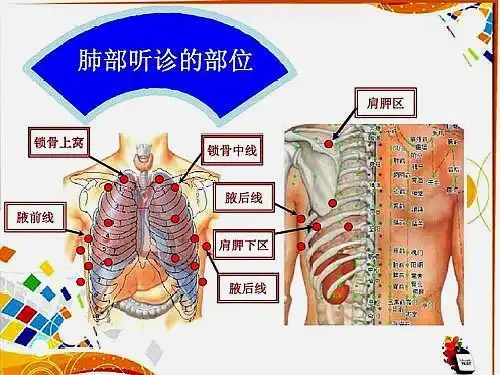 今天我是医学生:八年制重点!肺界叩诊
