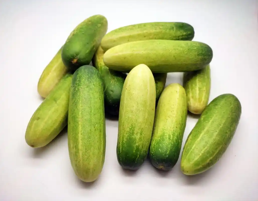 黄瓜治口疮的方法: 每年入伏当天,用一根大黄瓜切去 1/3,剩下的挖空