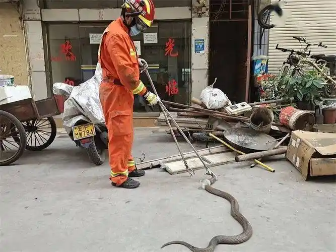 蛇蛇蛇出没消防开启捕蛇达人模式