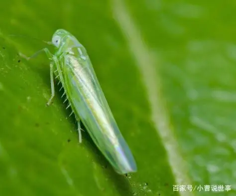 小绿叶蝉又名小绿浮尘子,叶跳虫.