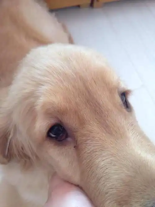 狗狗还小有没有治愈的可能应该用何种方法啊.