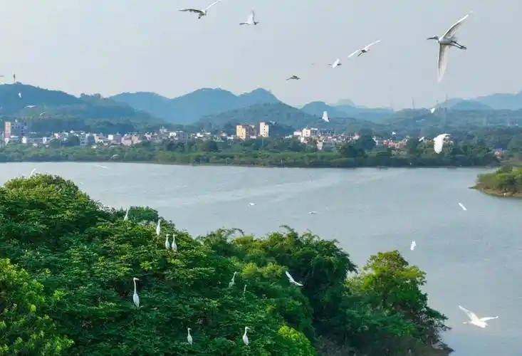 2022年7月26日,英德市东华镇八角塘村,鹭鸟归巢.